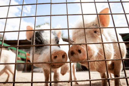 Früher habe ich Fleisch in Großmengen direkt beim Schlachthaus gekauft